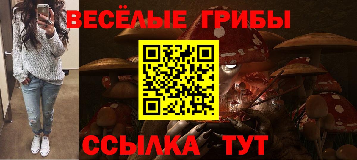 Галлюциногенные грибы Psilocybe Бийск